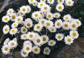 Helichrysum bellidioides